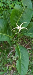 Jaborosa integrifolia