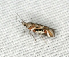 Aristotelia elegantella