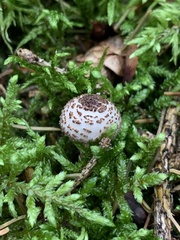 Lepiota felina