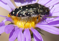 Acmaeodera rubronotata