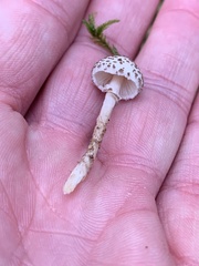 Lepiota felina