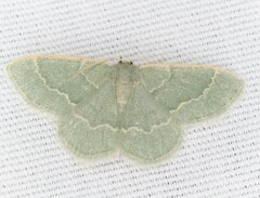 Chlorochlamys phyllinaria