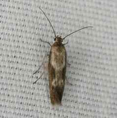 Scythris trivinctella
