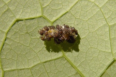Coccinellidae