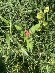 Melochia corchorifolia