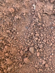 Camponotus sansabeanus