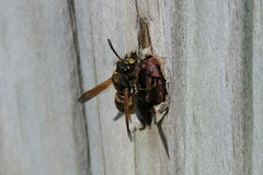 Pachodynerus nasidens