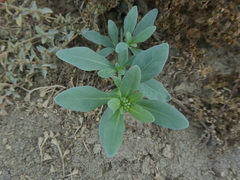 Heliotropium curassavicum