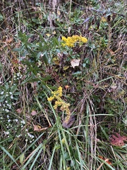 Solidago odora