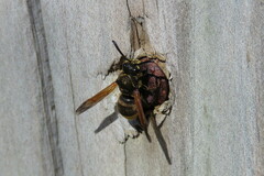 Pachodynerus nasidens