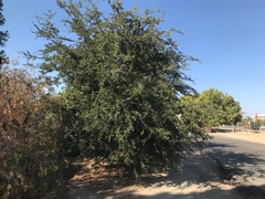 Druon quercuslanigerum