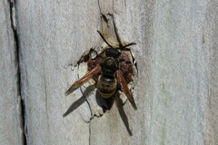 Pachodynerus nasidens