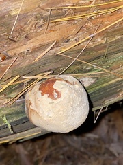 Cryptoporus volvatus