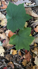 Hydrophyllum canadense