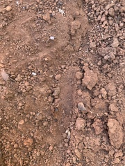 Camponotus sansabeanus