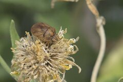 Pachycorinae