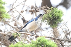 Aphelocoma insularis