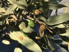 Druon quercuslanigerum