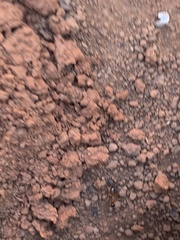 Camponotus sansabeanus