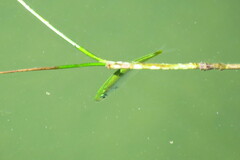 Oligoplites saurus