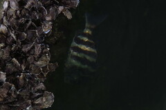 Archosargus probatocephalus