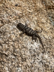 Sceloporus clarkii