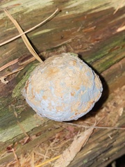 Cryptoporus volvatus