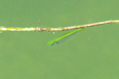 Oligoplites saurus