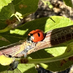 Coccinella transversoguttata