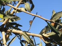 Druon quercuslanigerum