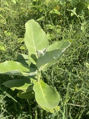 Calotropis