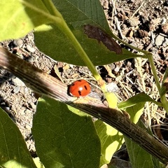 Coccinella transversoguttata