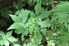 Agrimonia striata