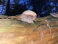 Cryptoporus volvatus