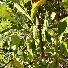 Coccinella transversoguttata