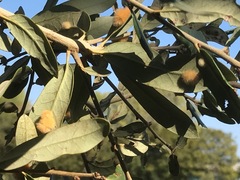 Druon quercuslanigerum