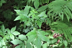Agrimonia striata