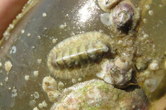 Chaetopleura apiculata