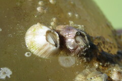 Amphibalanus venustus