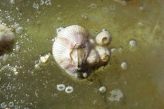 Amphibalanus venustus