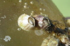 Amphibalanus venustus