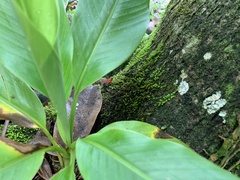 Oophaga pumilio