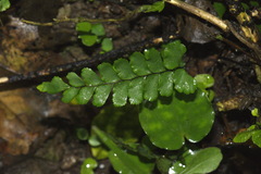 Adiantum diaphanum