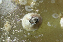 Amphibalanus venustus