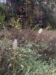 Setaria parviflora