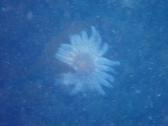 Pycnopodia helianthoides