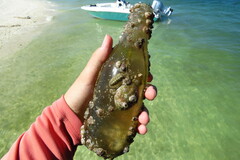 Amphibalanus venustus