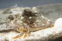 Prionotus scitulus