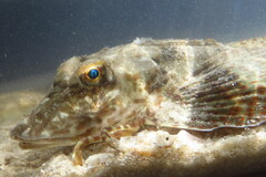 Prionotus scitulus