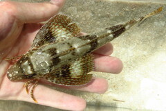 Prionotus scitulus
